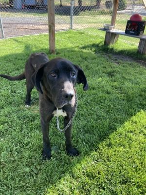 Primary Color Unknown Weight 66lbs Age 1yrs 0mths 1wks Animal has been Spayed