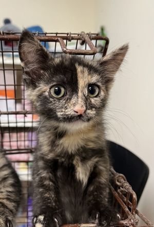 Primary Color Tortoiseshell Weight 24375lbs Age 0yrs 0mths 10wks