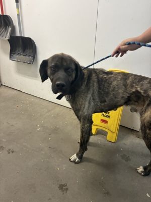 Hank, Adult Male unknown
