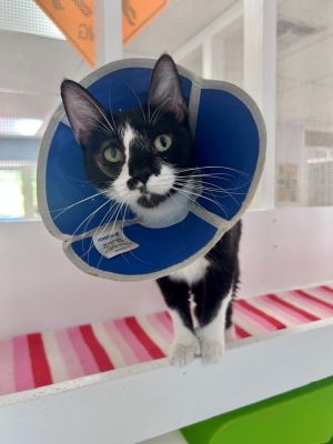 Mittens Domestic Short Hair Cat