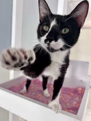 Hi there Im Mittens - your future best friend with a few extra toes and a whol