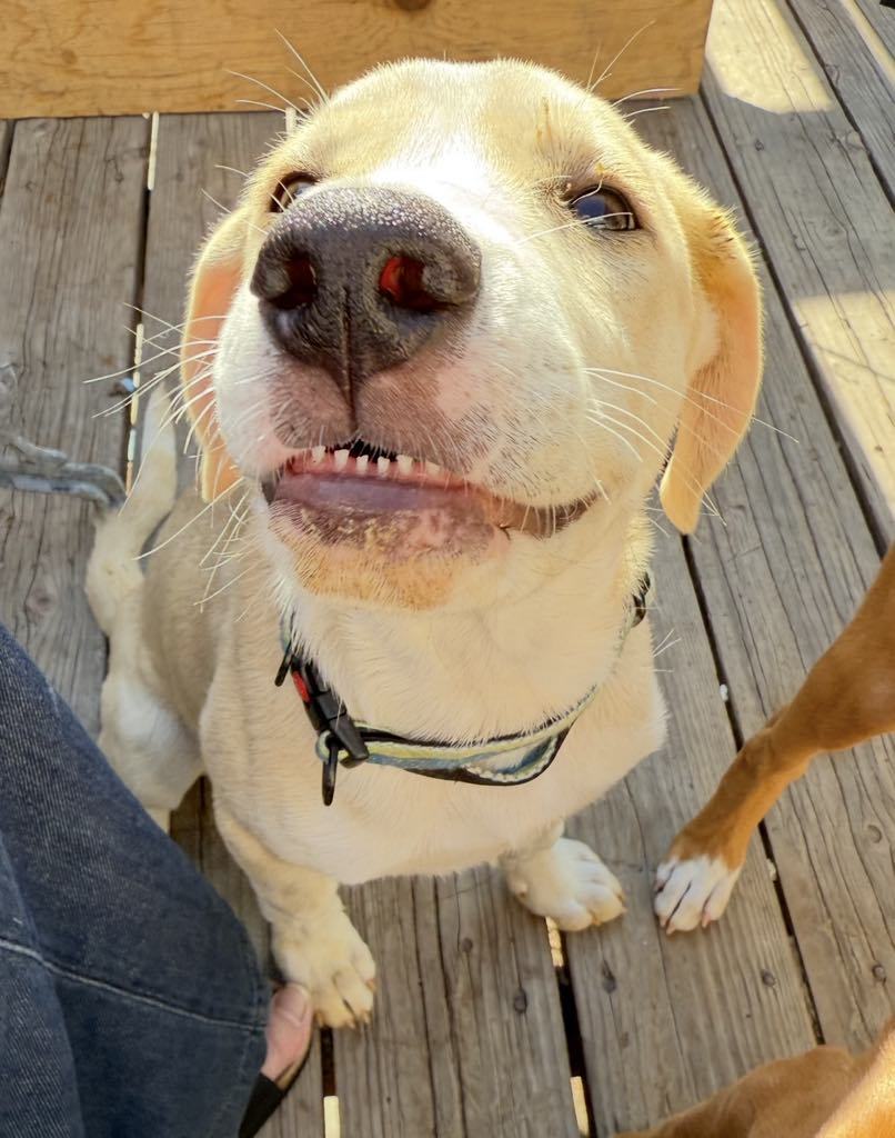 Sam, an adoptable Labrador Retriever in Midway, UT, 84049 | Photo Image 1