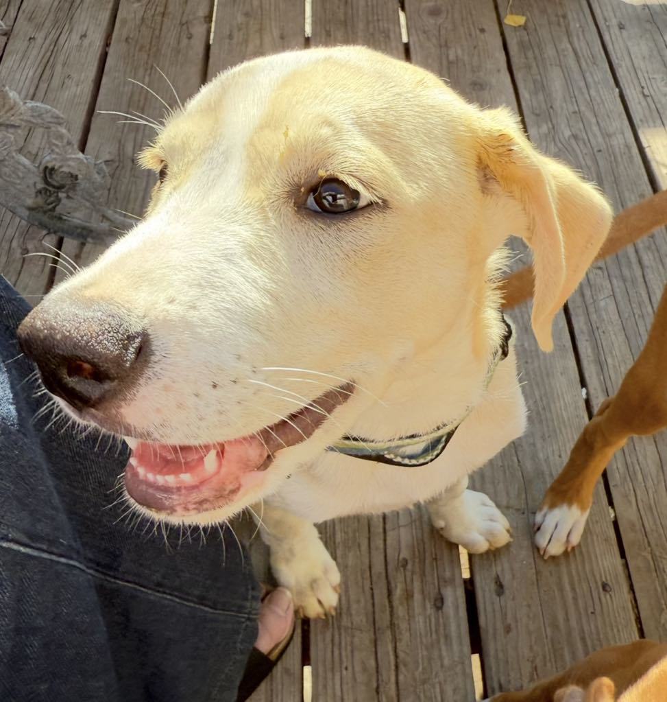 Sam, an adoptable Labrador Retriever in Midway, UT, 84049 | Photo Image 2