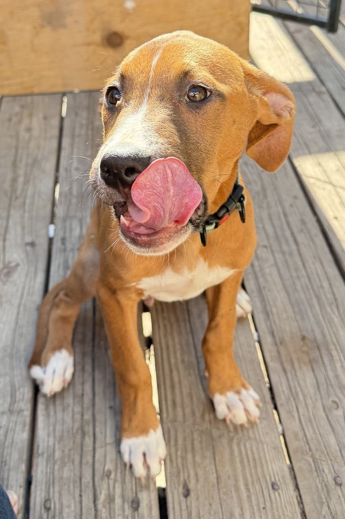 Indy, an adoptable Boxer, Labrador Retriever in Midway, UT, 84049 | Photo Image 1