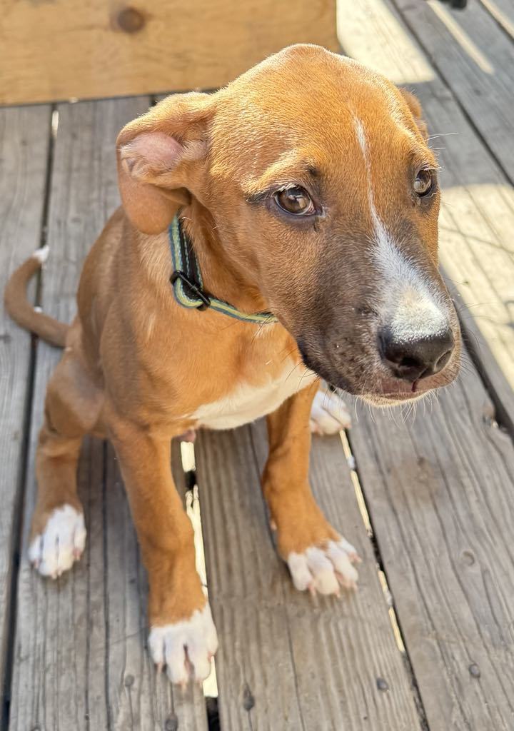 Indy, an adoptable Boxer, Labrador Retriever in Midway, UT, 84049 | Photo Image 2
