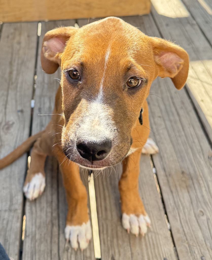 Indy, an adoptable Boxer, Labrador Retriever in Midway, UT, 84049 | Photo Image 3