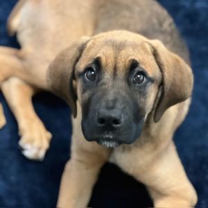 Hello friends Im Elvis Im a neutered 4 month old HoundMastiff mix that currently weighs 32lbs