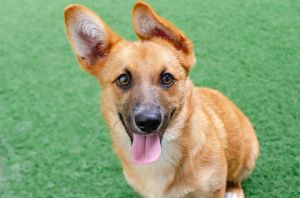 So very nice to meet you my name is Tess Im a spayed 4 month old ShepherdBorder Collie mix tha