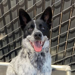 Blouie Australian Cattle Dog / Blue Heeler Dog