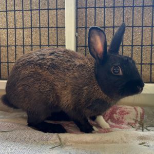 Mars Bunny Rabbit Rabbit