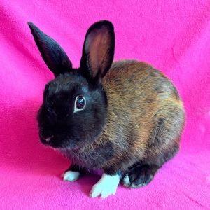 MY ADOPTION FEES ARE WAIVED Hello my names Mars Im a small size neutered male brown short ha