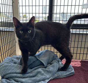 Sooty Domestic Short Hair Cat