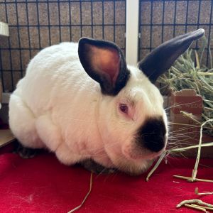 Fernando Bunny Rabbit Rabbit