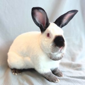 Hi there my name is Fernando I am a large-size Neutered male shorthaired Rabbit who weighs about