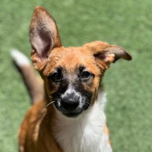 Hello there my name is Harlow Im a spayed 4 month old ShepherdBorder Collie mix that currently