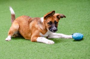 Hello there my name is Harlow Im a spayed 4 month old ShepherdBorder Collie mix that currently