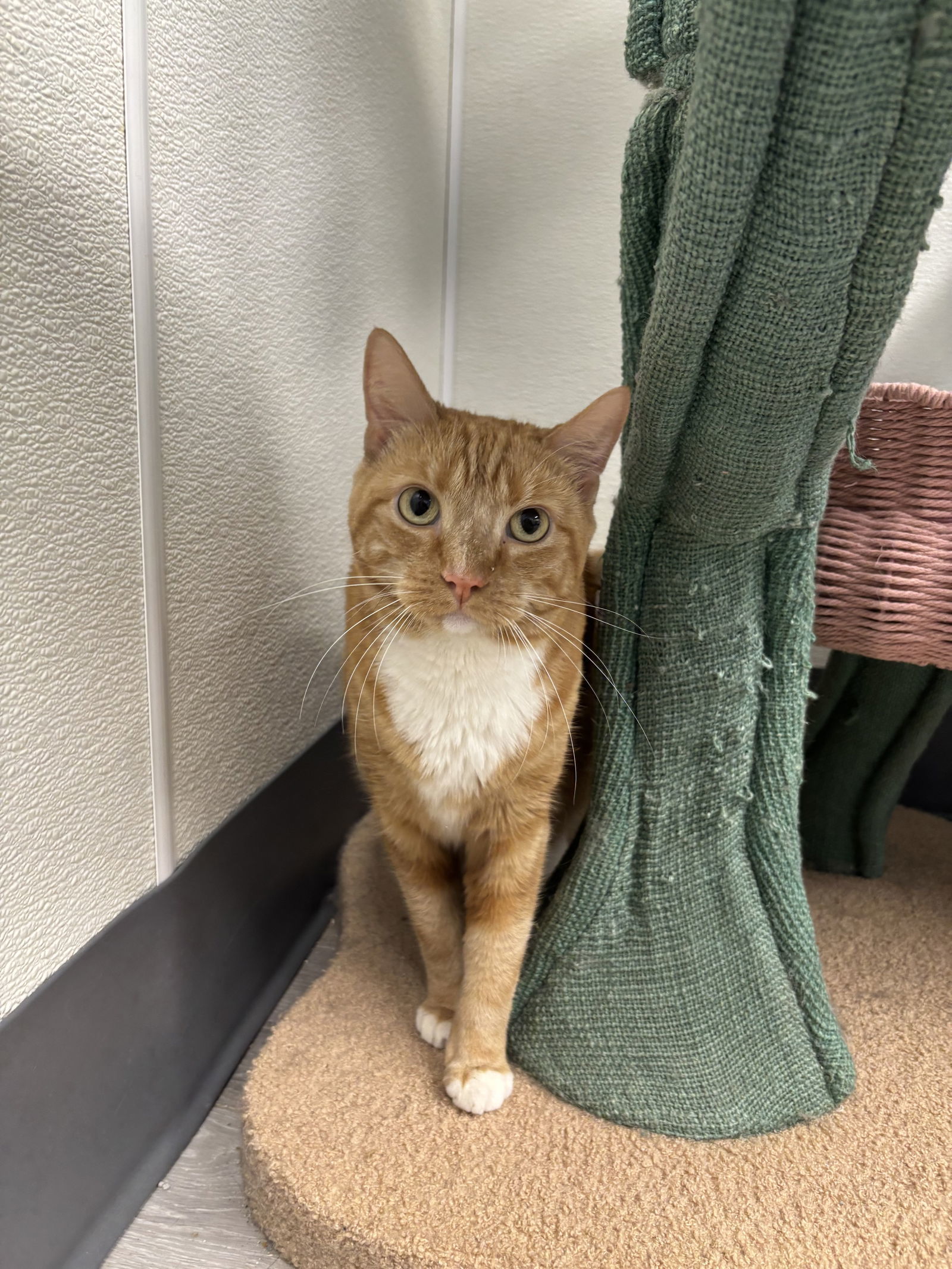 Maisy- Must Apply in Person