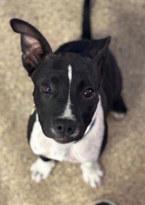 Spigot Pit Bull Terrier Dog