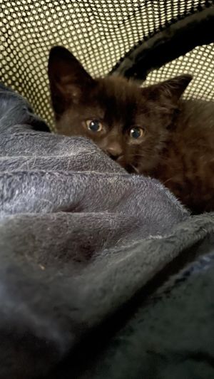 Merlin, Baby Male unknown