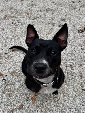 Teila Mixed Breed Dog