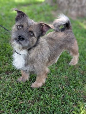 Meet Benji a charming 3-year-old 20-pound Border Terrier with a heart full of love Rescued from Ai