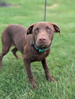 Meet Willie Willie is a 1-year-old Chocolate Labrador Retriever mix who weighs 44 poundsand hes as 