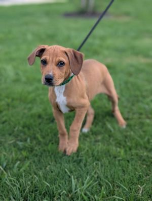 Meet Prissy Prissy is a 4-month-old Labrador Retriever mix who currently weighs about 17 poundsand 