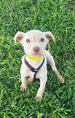 Introducing Sunny Sunny is a pocket-sized ray of sunshine with a heart as golden as his fur This a