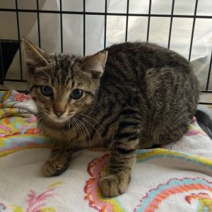 Chessie, Young Male unknown