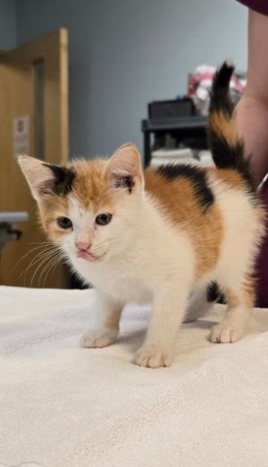 Calypso, Baby Female unknown