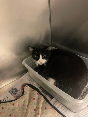 Bandit, Adult Male unknown