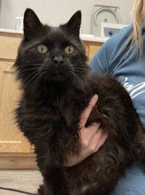 Chrissy / Little Bits, Adult Female unknown