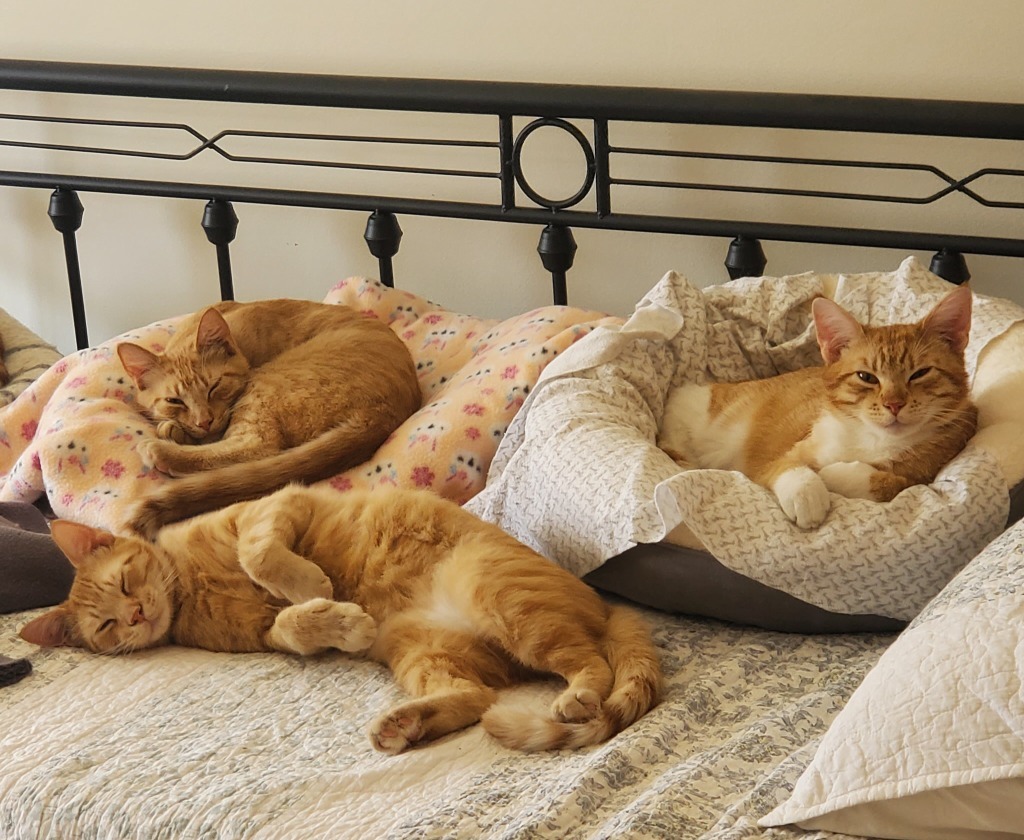 Fred / Gus / Dave