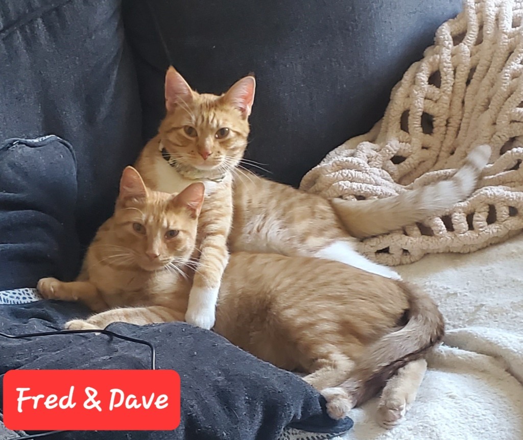 Fred / Gus / Dave