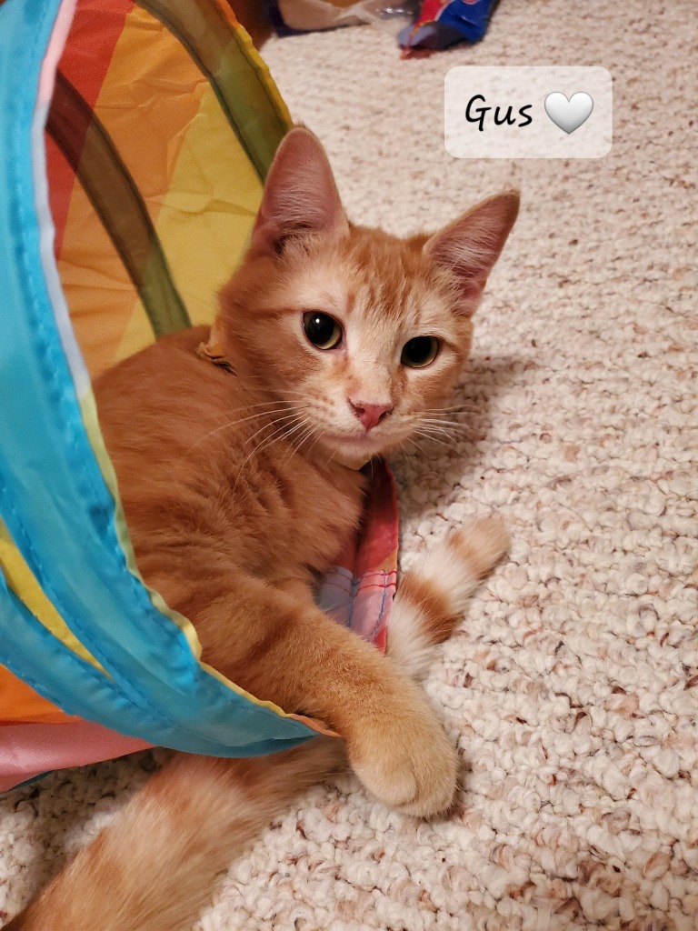 Fred - Pending Adoption / Gus - Pending Adoption / Dave - Pending Adoption