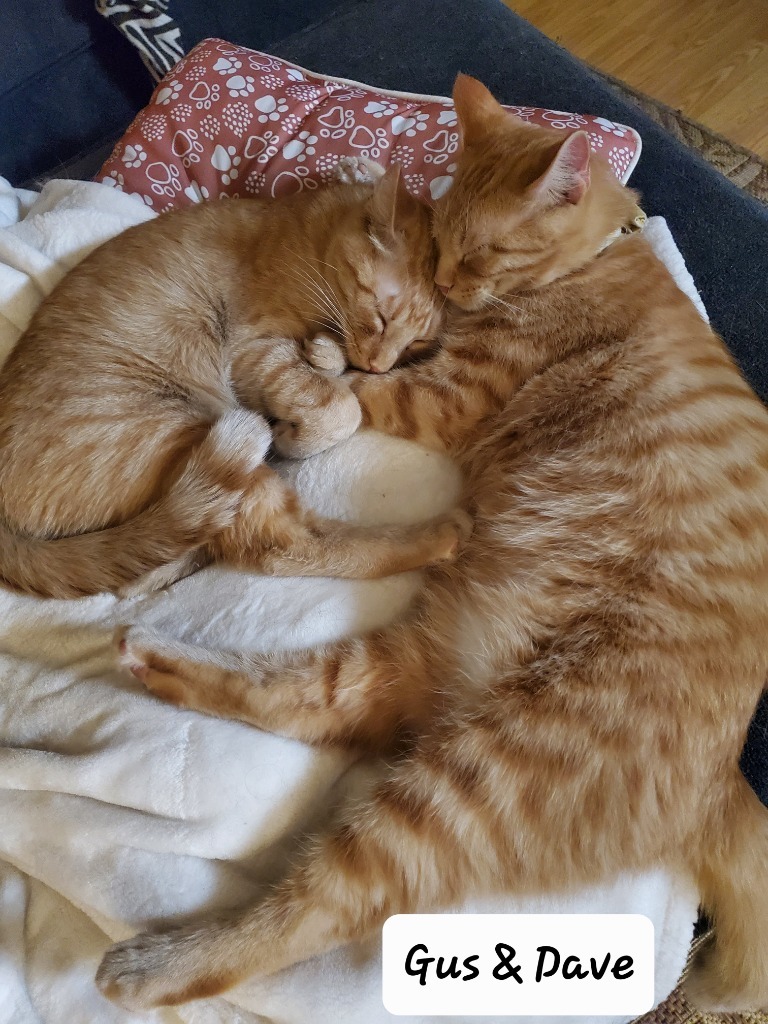 Fred / Gus / Dave
