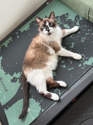Moka, Senior Female unknown