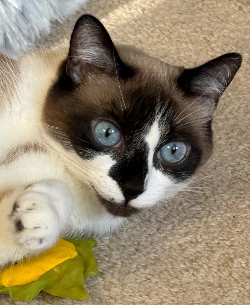 Moka - Pending Adoption