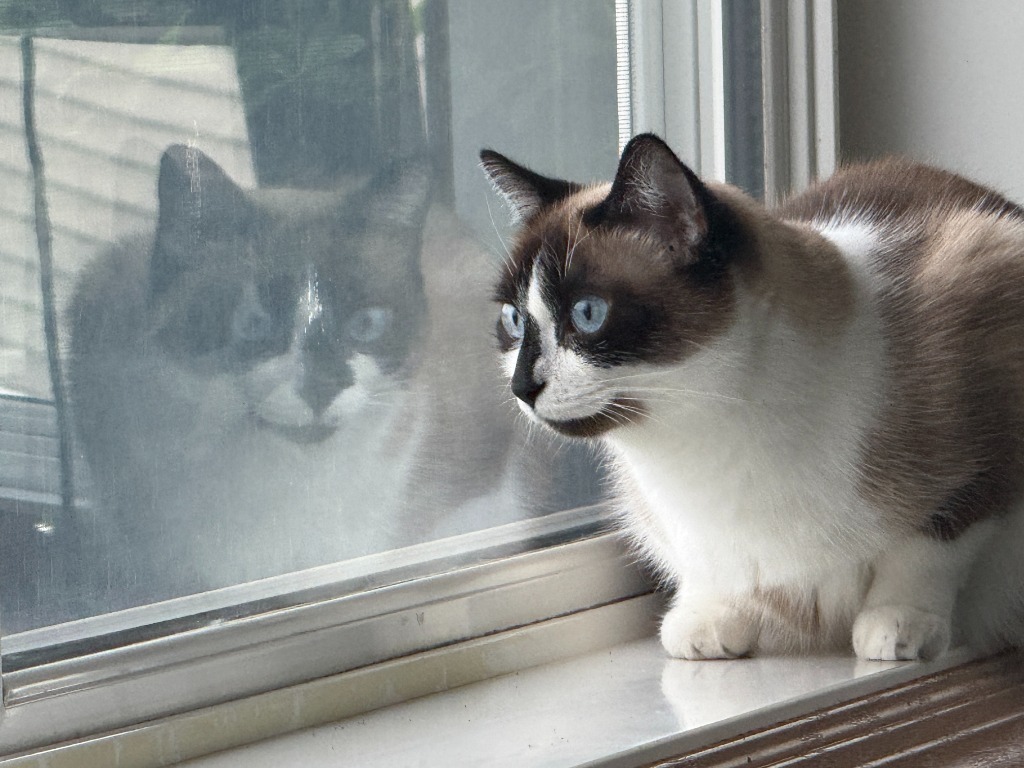 Moka - Pending Adoption
