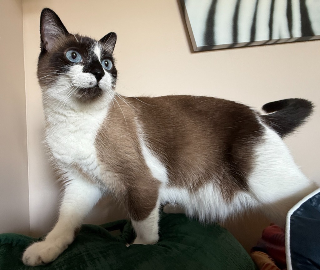 Moka - Pending Adoption