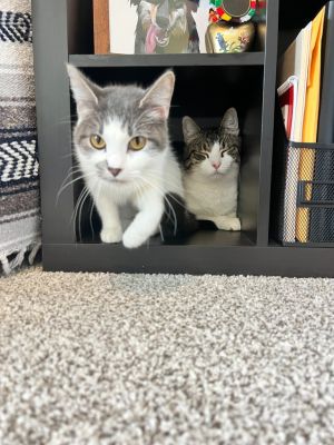 Colie / Castor, Young Female unknown