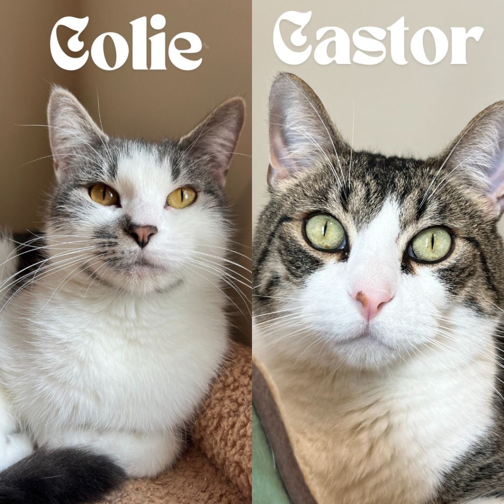 Colie / Castor