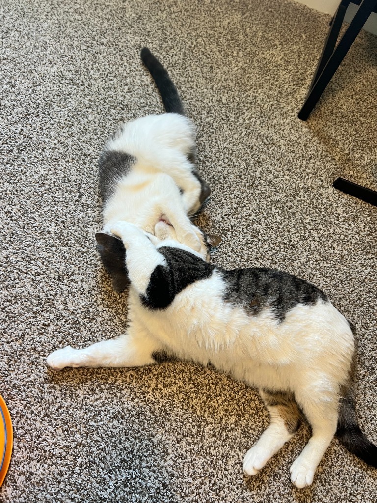 Colie / Castor