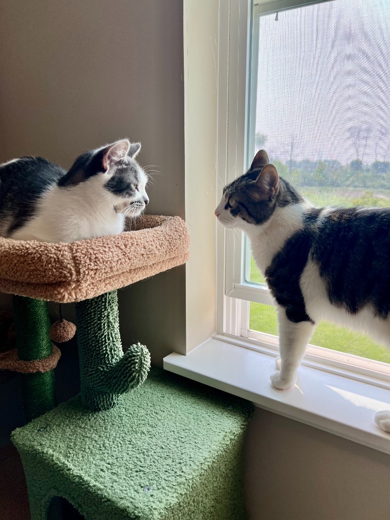 Colie / Castor