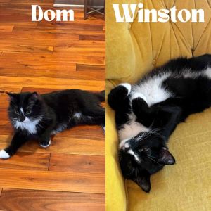 Dom / Winston, Adult Male unknown