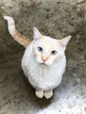 Little Bitt FELV+, Adult Male unknown