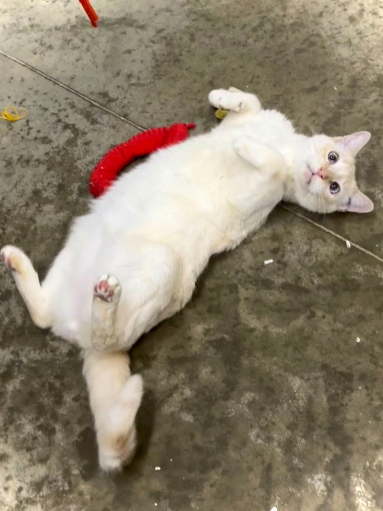 Little Bitt (FELV+)