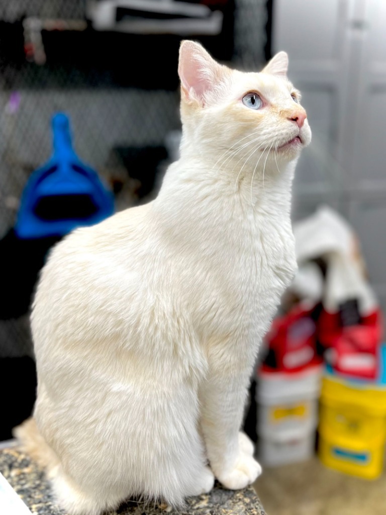 Little Bitt (FELV+)