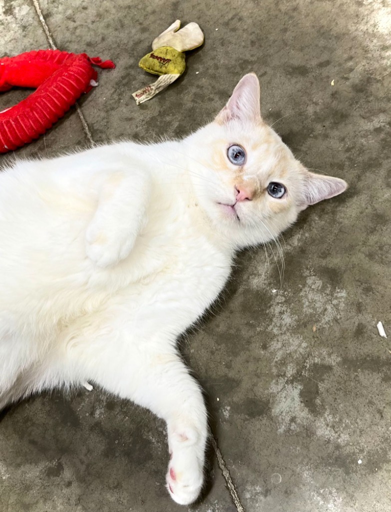 Little Bitt (FELV+)