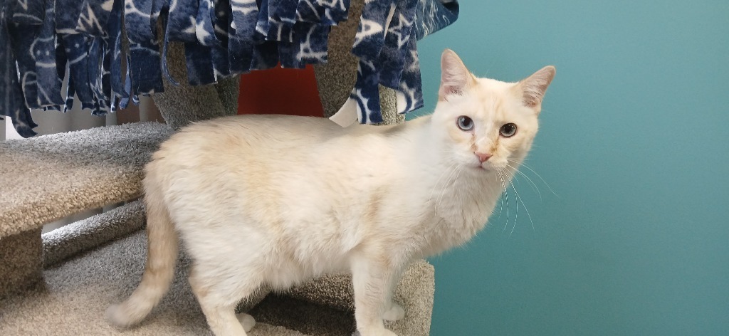Little Bitt (FELV+)
